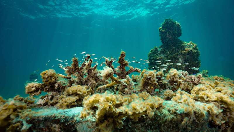 Cancun: Snorkeling Tour at MUSA The Underwater Museum - Practical timing and booking advice