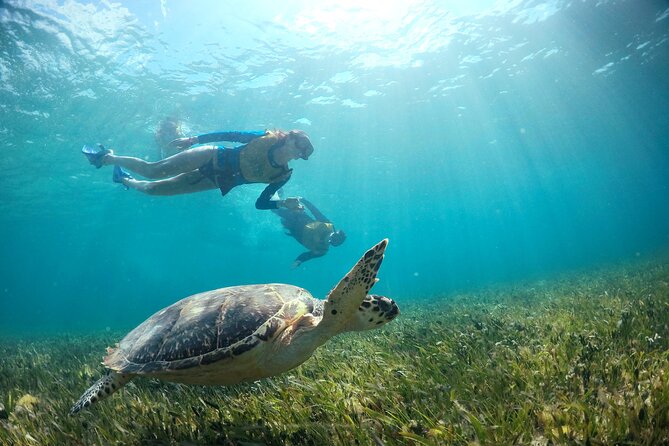Cancun Snorkeling Tour: Swim with Turtles, Reef, Underwater Museum and Shipwreck - MUSA’s Blessings and Aquarium Family statues