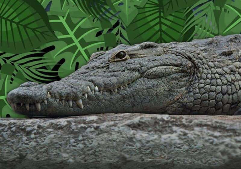 Cancun: Speedboat Adventure & Crocodile Sighting - Speed, mangroves, and crocodiles in one short outing