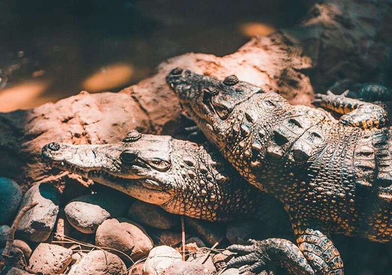 Cancun: Speedboat Adventure & Crocodile Sighting - What happens during the two-hour tour