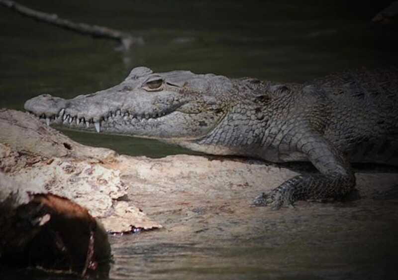 Cancun: Speedboat Adventure & Crocodile Sighting - How this compares with a standard Cancun beach day