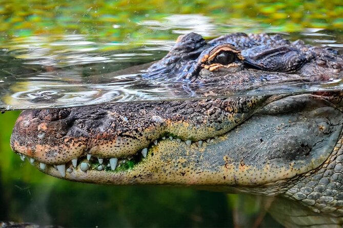 Cancun Speedboat with Crocodile Watching Jungle Tours Adventure - Key points to know before booking