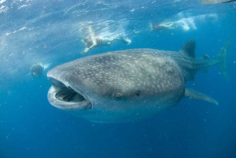 Cancún: Swim with Whale Sharks - Meeting whale sharks in the Caribbean