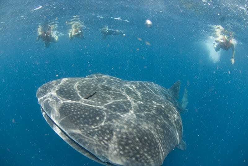Cancún: Swim with Whale Sharks - An early start from Cancún, Tulum, and the Riviera Maya
