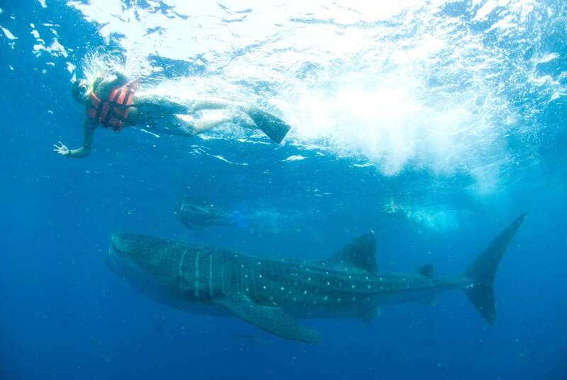Cancún: Swim with Whale Sharks - The 30-minute speedboat ride and the search