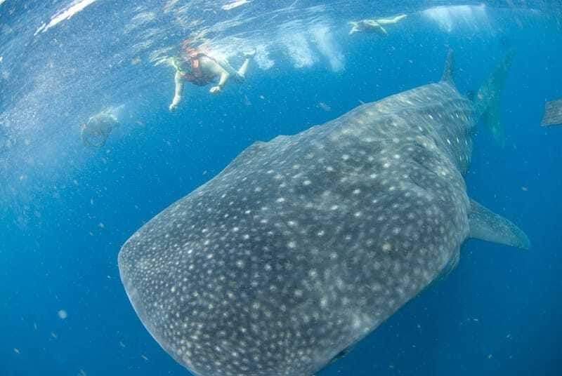 Cancún: Swim with Whale Sharks - Your turn in the water with the sharks