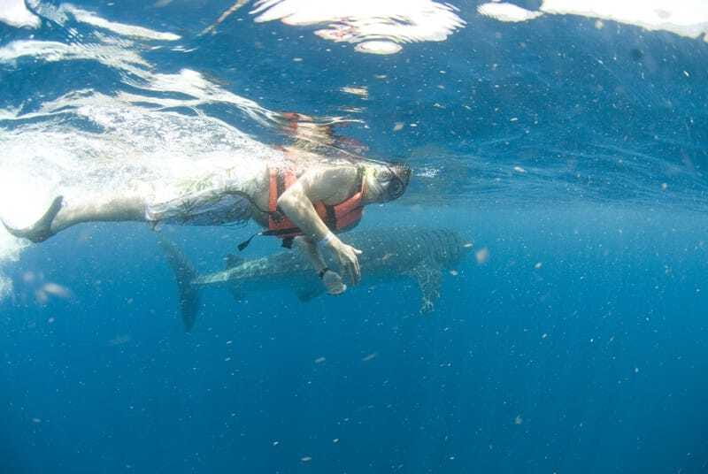 Cancún: Swim with Whale Sharks - Lunch, ceviche, and a swim near Isla Mujeres