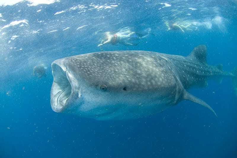 Cancún: Swim with Whale Sharks - Is the $160 price a fair deal?