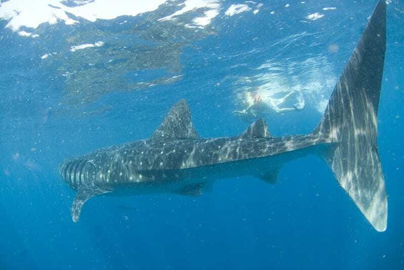 Cancún: Swim with Whale Sharks - Who will enjoy this day most?