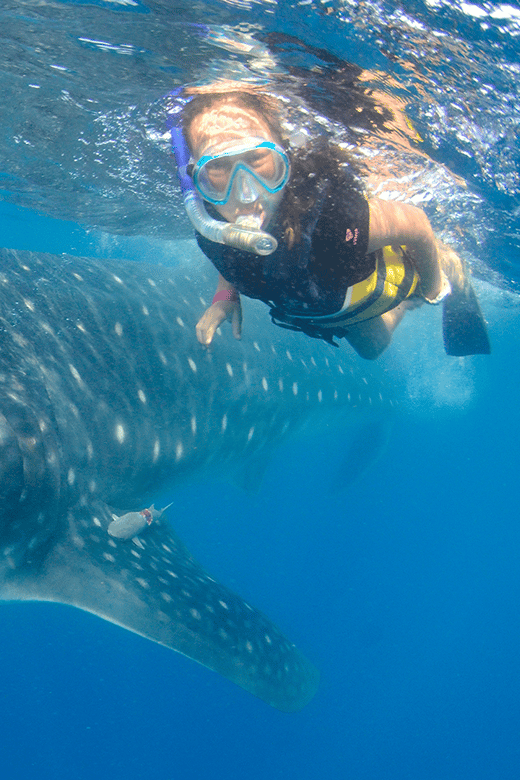 Cancún: Swim with Whale Sharks & Playa Norte Beach - Key points at a glance