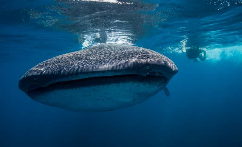 Cancún: Swim with Whale Sharks & Playa Norte Beach - Why the whale shark encounter is the heart of the day