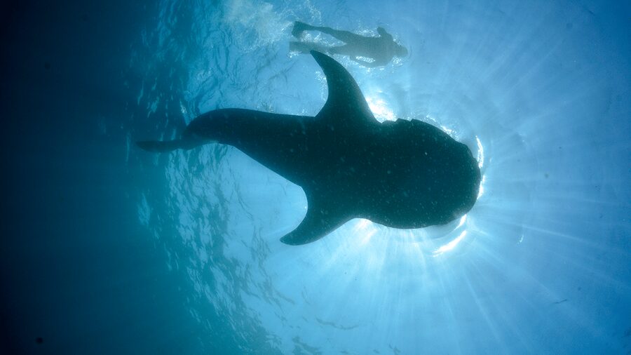 Cancún: Swim with Whale Sharks & Playa Norte Beach - Who will get the most from this tour