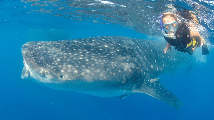 Cancún: Swim with Whale Sharks & Playa Norte Beach - What to pack and what to budget
