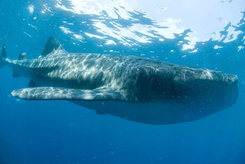 Cancún: Swim with Whale Sharks - The 15-minute briefing at Marina Xtabay