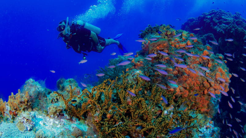 Cancún: Underwater Museum & Reef for Certified Scuba Divers - What the shallow depth means for you