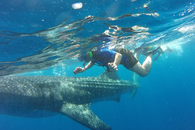 Cancun Whale Shark Encounter - Key points to know before you book