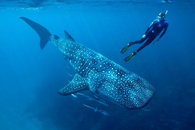 Cancun Whale Shark Encounter - Swimming beside Cancun’s biggest fish