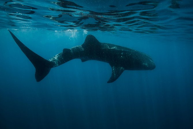 Cancun Whale Shark Encounter - What your whale shark swim is really like