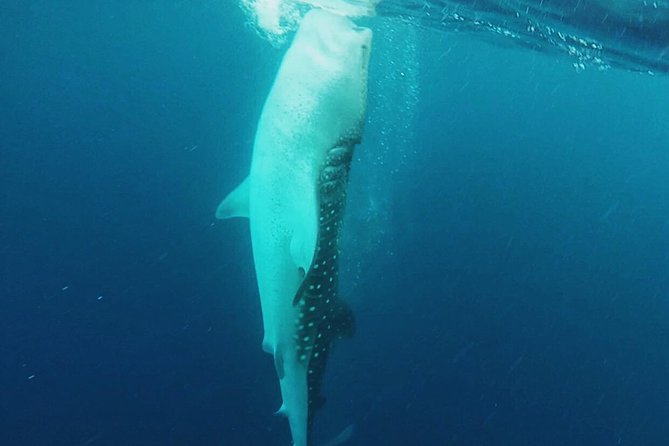 Cancun Whale Shark Encounter - Following the rules protects the encounter