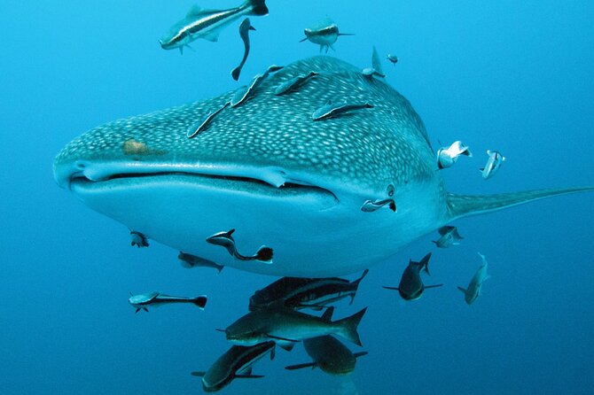 Cancun Whale Shark Encounter - Playa Norte gives the trip a softer landing
