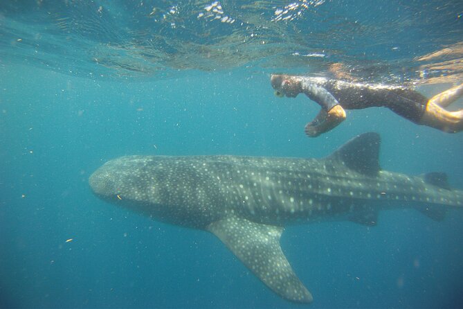 Cancun Whale Shark Encounter - Who will enjoy this most