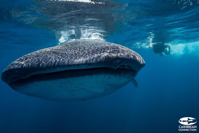 Cancun Whale Shark Encounter - Why the early start can improve your day