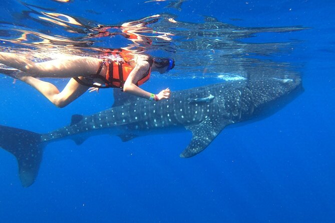 Cancun Whale Shark Experience with Snorkel & Transportation - Setting out from Cancun toward Isla Contoy
