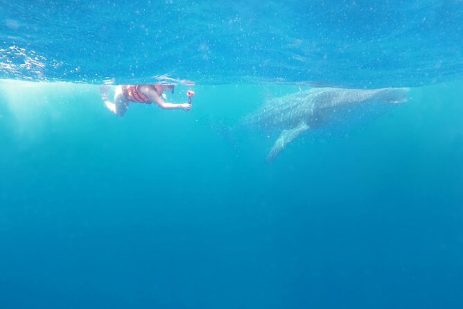 Cancun Whale Shark Experience with Snorkel & Transportation - What the $210 price really covers