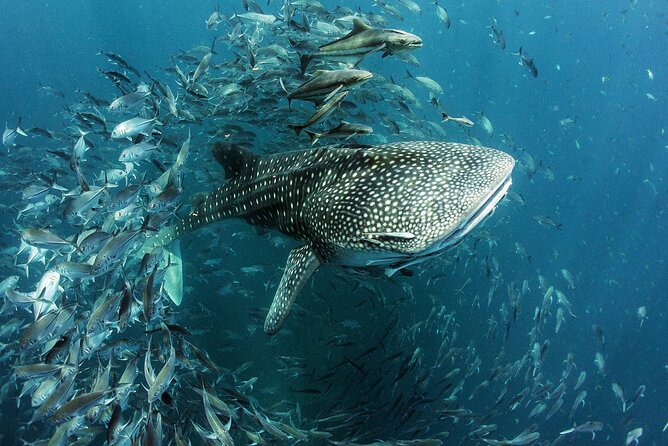 Cancun Whale Shark Experience with Snorkel & Transportation - The practical side of a six-hour sea outing
