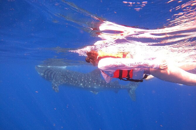 Cancun Whale Shark Experience with Snorkel & Transportation - Should you book the Cancun whale shark experience?