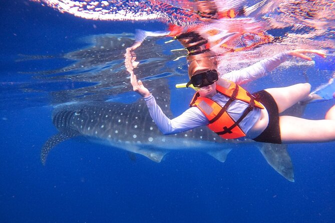 Cancun Whale Shark Experience with Snorkel & Transportation - Snorkeling near Isla Mujeres