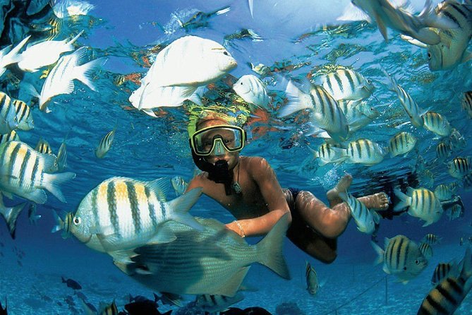 Catamaran adventure to Isla Mujeres with Snorkel,Buffet,Open Bar and Beach Club - The Day Starts Early at Marina Albatros