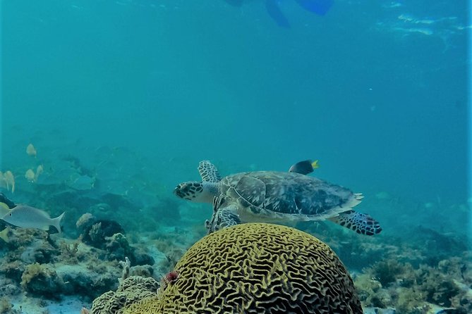 Catamaran Group Sightseeing, Snorkeling Tour Isla Mujeres - The extra costs and cancellation rules