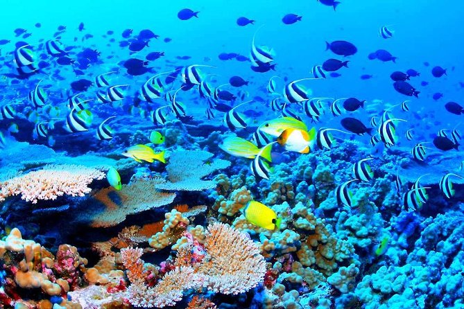 Catamaran Sail and Snorkeling Tour with Open Bar in Puerto Morelos - Should you book it?