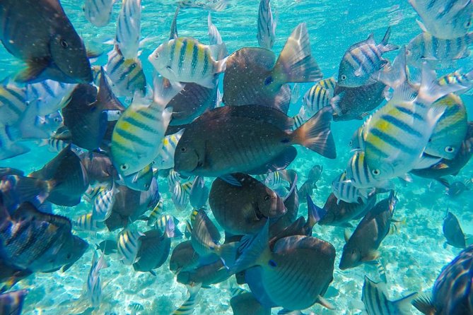 Catamaran Sailing Experience & Snorkeling Tour to Isla Mujeres - Playa Norte and the short beach break