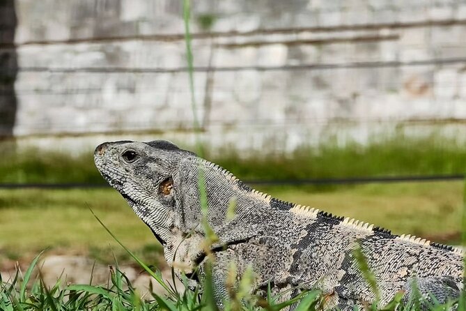 Chichen Itza, Mexican Buffet, Cenote & Valladolid guided Tour - Who should book this excursion?
