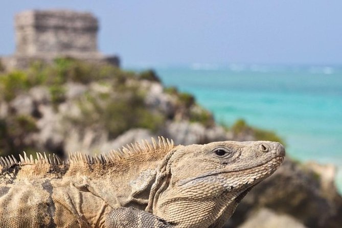 Coba, Tulum & Cenote swim - Cenote Kuxtal offers the day’s change of pace