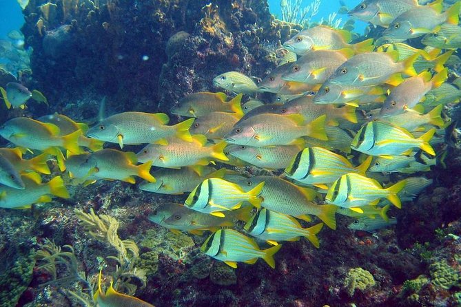 Contoy Caribbean Adventure! Round Transportation from Cancun - One hour on Isla Mujeres