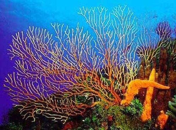 Cozumel El Cielo All Inclusive Tour from Cancun - Three reefs make the long trip worthwhile
