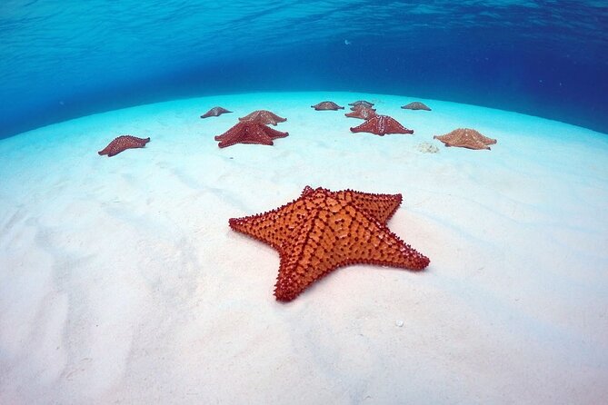 Cozumel El Cielo All Inclusive Tour from Cancun - Palancar Reef brings the strongest snorkeling focus