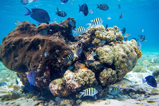 Cozumel Starfish and Tropical Reef Snorkeling by Powerboat with Lunch - Hotel pickup is convenient, but the day is longer than four hours