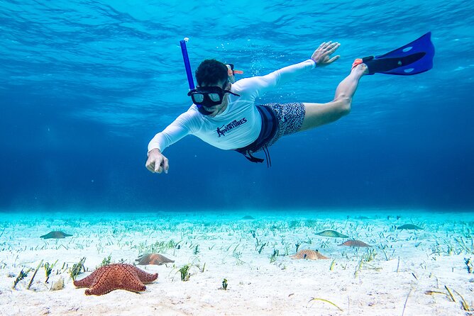 Cozumel Starfish and Tropical Reef Snorkeling by Powerboat with Lunch - English service and bilingual support