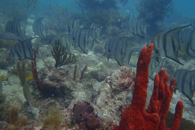 Discover Scuba - Visiting the National Reef Park of Puerto Morelos