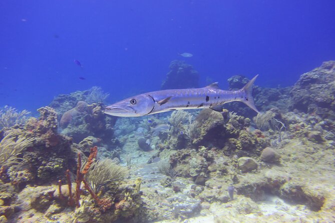 Discover Scuba - Should you book it?