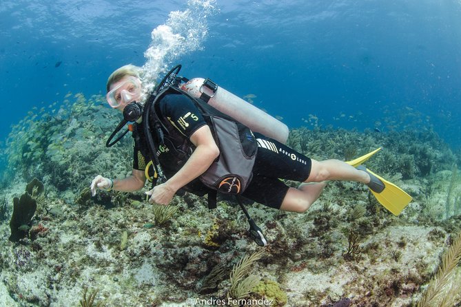 Discover scuba ,MUSA and Manchones reef dive without license - Booking, cancellation, and practical costs