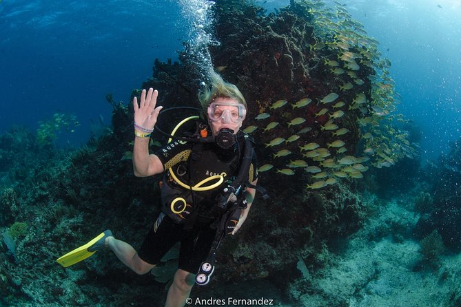Discover scuba ,MUSA and Manchones reef dive without license - Is the $201.95 price fair?