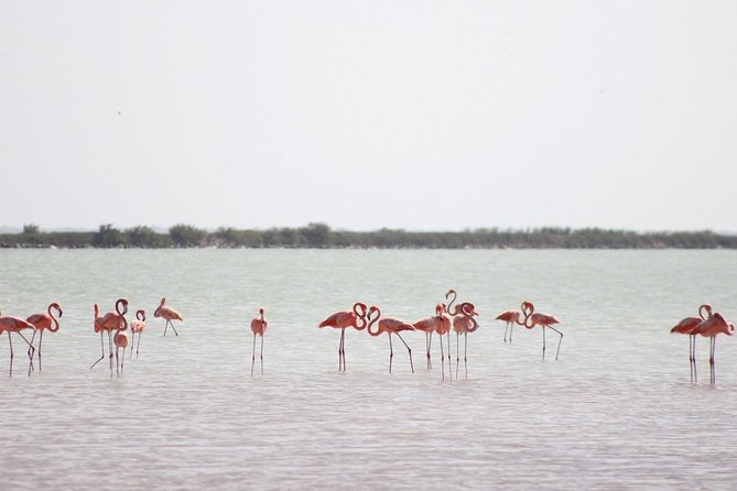 Discover the FABULOUS PINK WATERS at the Caribean (Las Coloradas+Río Lagartos) - The Las Coloradas visit: beautiful, brief, and built for photos