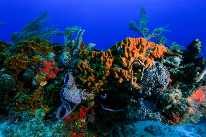 Discovery Scuba Diving !! - From practice to Puerto Morelos reef time
