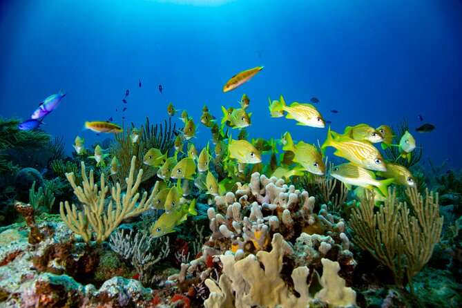 Discovery Scuba Diving !! - Timing, group size, and the real value
