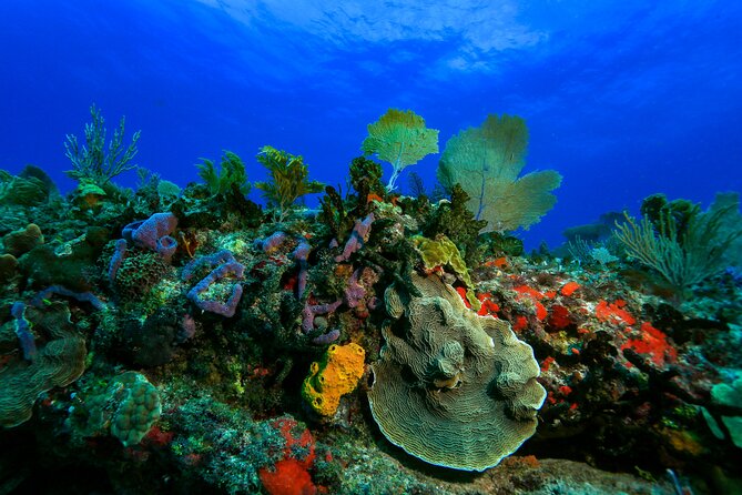 Discovery Scuba Diving !! - The pool lesson that makes this beginner-friendly